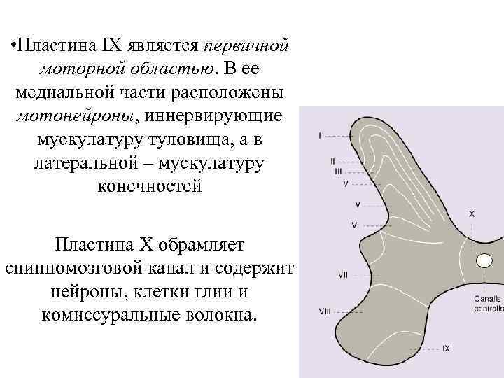  • Пластина IX является первичной моторной областью. В ее медиальной части расположены мотонейроны,