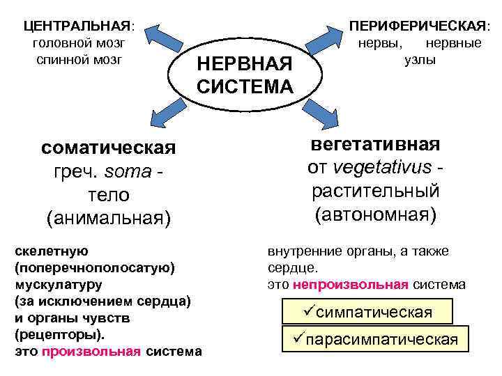 ЦЕНТРАЛЬНАЯ: головной мозг спинной мозг НЕРВНАЯ СИСТЕМА соматическая греч. soma тело (анимальная) скелетную (поперечнополосатую)