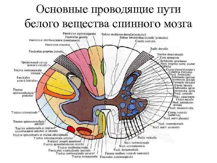 Основные проводящие пути белого вещества спинного мозга 