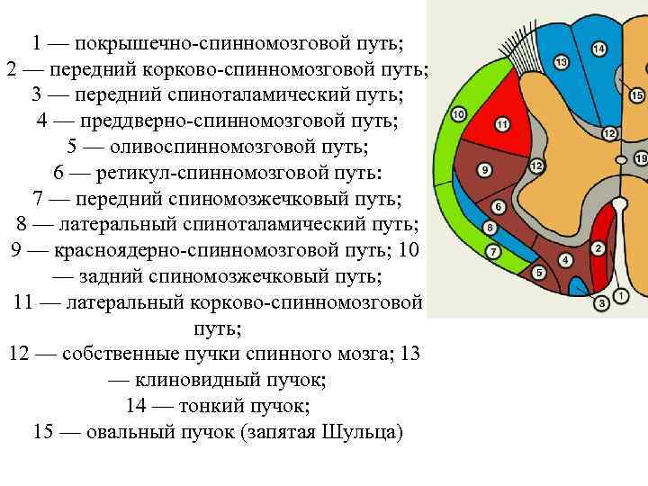 1 — покрышечно-спинномозговой путь; 2 — передний корково-спинномозговой путь; 3 — передний спиноталамический путь;