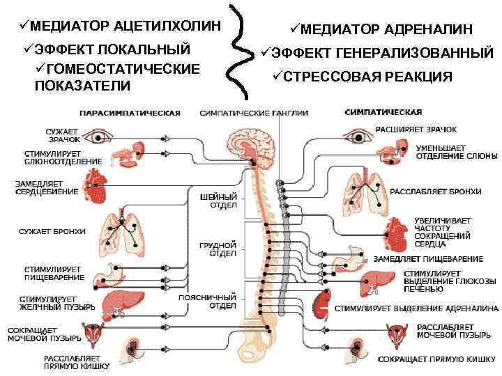 üМЕДИАТОР АЦЕТИЛХОЛИН üЭФФЕКТ ЛОКАЛЬНЫЙ üГОМЕОСТАТИЧЕСКИЕ ПОКАЗАТЕЛИ üМЕДИАТОР АДРЕНАЛИН üЭФФЕКТ ГЕНЕРАЛИЗОВАННЫЙ üСТРЕССОВАЯ РЕАКЦИЯ 