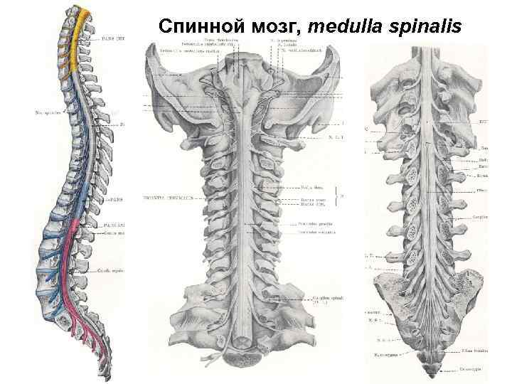 Спинной мозг, medullа spinalis 