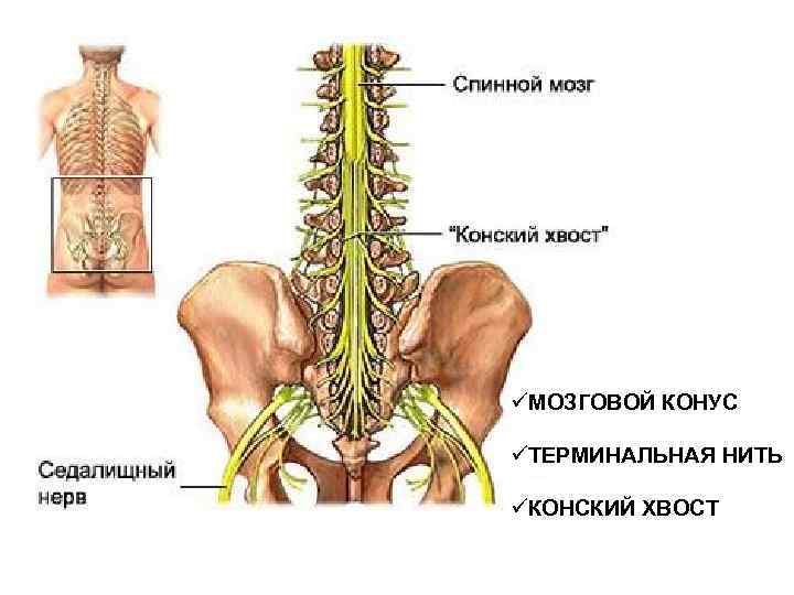 üМОЗГОВОЙ КОНУС üТЕРМИНАЛЬНАЯ НИТЬ üКОНСКИЙ ХВОСТ 