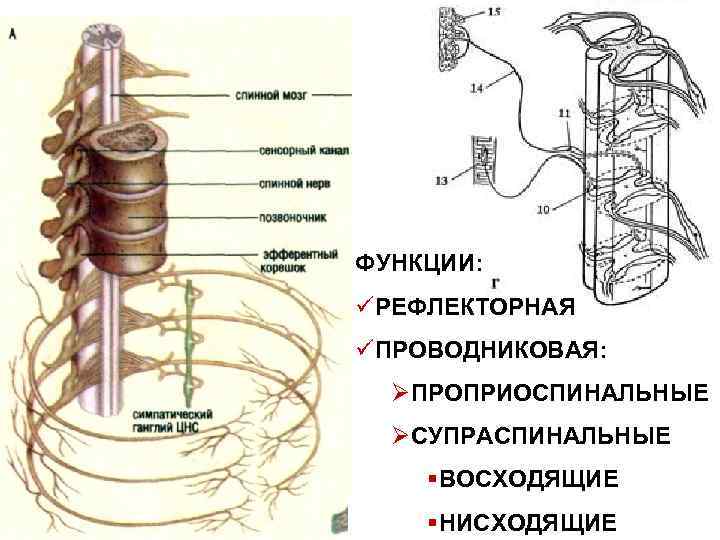 ФУНКЦИИ: üРЕФЛЕКТОРНАЯ üПРОВОДНИКОВАЯ: ØПРОПРИОСПИНАЛЬНЫЕ ØСУПРАСПИНАЛЬНЫЕ §ВОСХОДЯЩИЕ §НИСХОДЯЩИЕ 