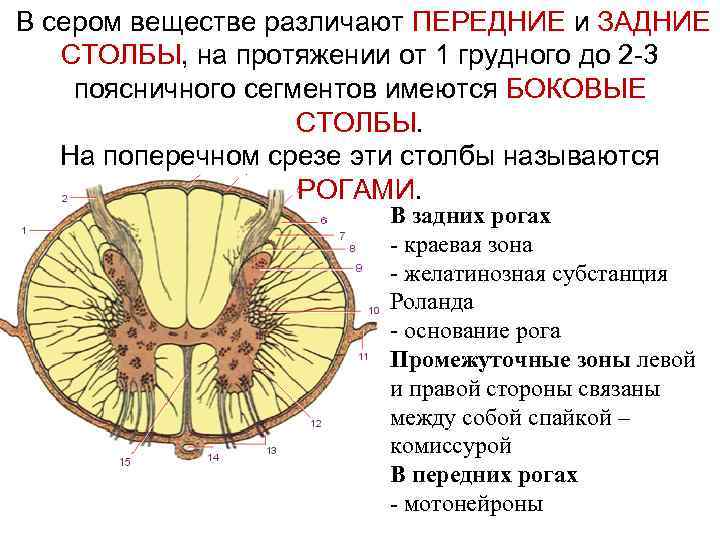  В сером веществе различают ПЕРЕДНИЕ и ЗАДНИЕ СТОЛБЫ, на протяжении от 1 грудного
