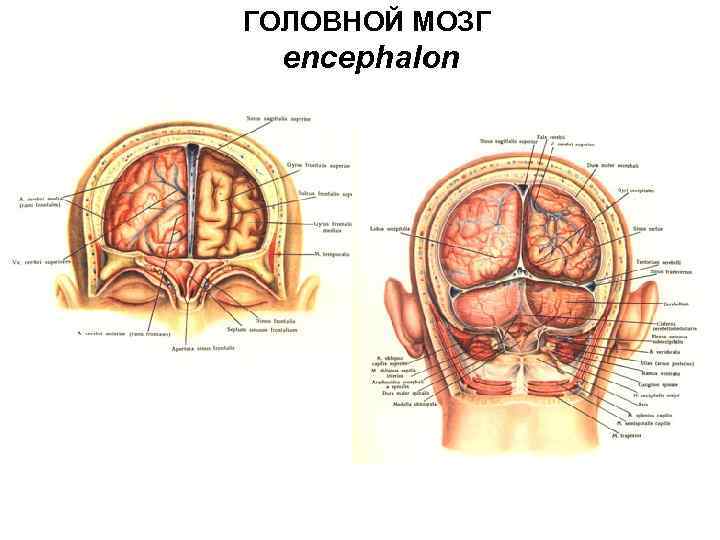 ГОЛОВНОЙ МОЗГ encephalon 