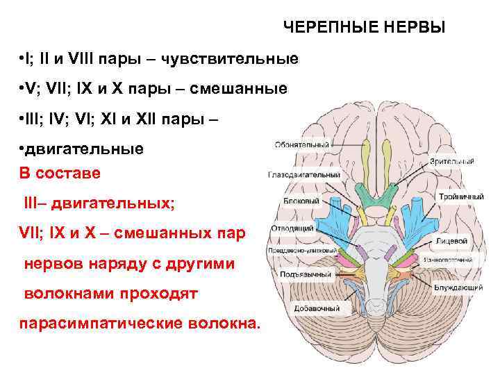 ЧЕРЕПНЫЕ НЕРВЫ • I; II и VIII пары – чувствительные • V; VII; IX