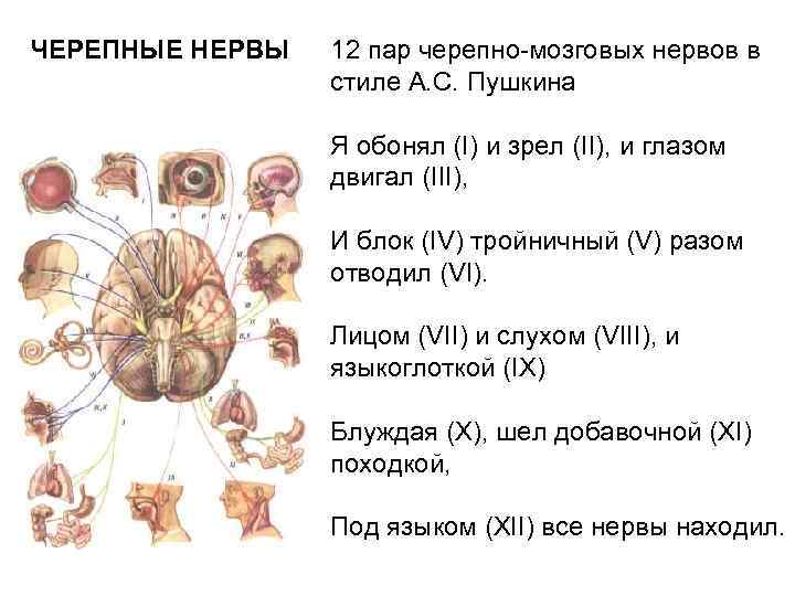 ЧЕРЕПНЫЕ НЕРВЫ 12 пар черепно-мозговых нервов в стиле А. С. Пушкина Я обонял (I)