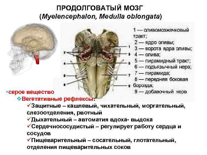 Сердечный центр в продолговатом мозге. Продолговатый мозг (myelencephalon). Утолщение продолговатого мозга. Вентральная поверхность продолговатого мозга. Внутреннее строение продолговатого мозга серое вещество.