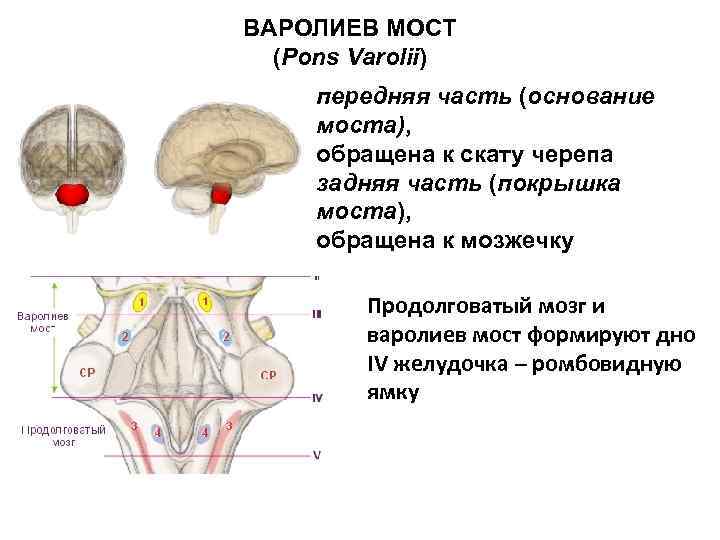 ВАРОЛИЕВ МОСТ (Pons Varolii) передняя часть (основание моста), обращена к скату черепа задняя часть