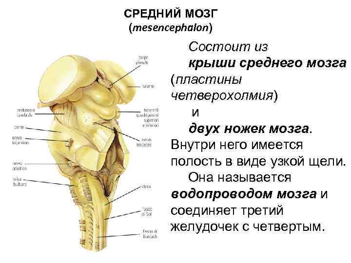 СРЕДНИЙ МОЗГ (mesencephalon) Состоит из крыши среднего мозга (пластины четверохолмия) и двух ножек мозга.