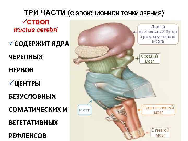 ТРИ ЧАСТИ (С ЭВОЮЦИОННОЙ ТОЧКИ ЗРЕНИЯ) üСТВОЛ tructus cerebri üСОДЕРЖИТ ЯДРА ЧЕРЕПНЫХ НЕРВОВ üЦЕНТРЫ