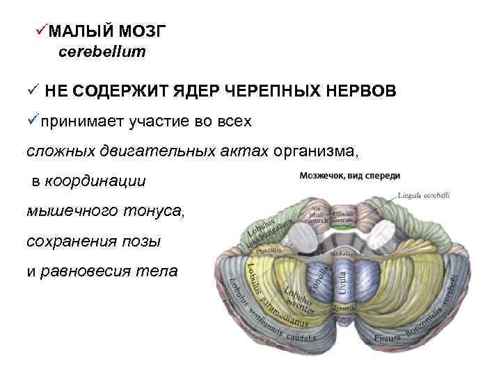 üМАЛЫЙ МОЗГ cerebellum ü НЕ СОДЕРЖИТ ЯДЕР ЧЕРЕПНЫХ НЕРВОВ üпринимает участие во всех сложных