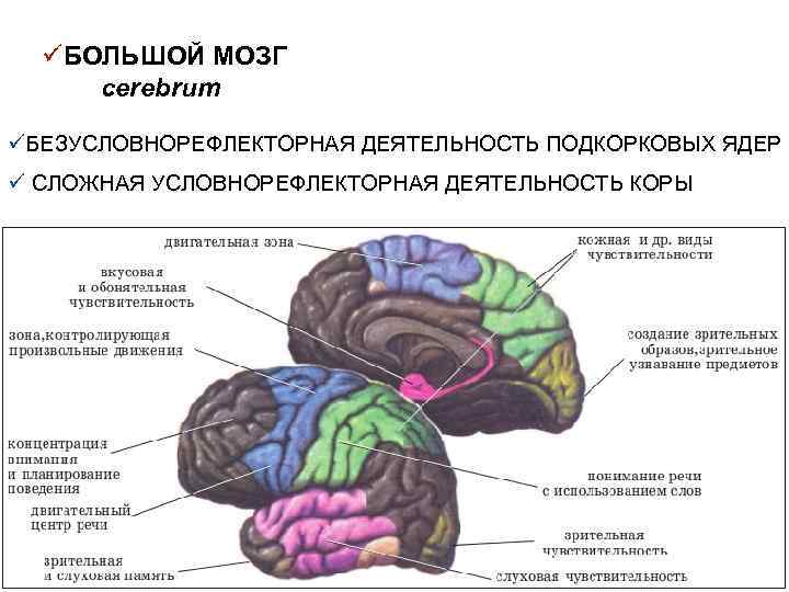 üБОЛЬШОЙ МОЗГ cerebrum üБЕЗУСЛОВНОРЕФЛЕКТОРНАЯ ДЕЯТЕЛЬНОСТЬ ПОДКОРКОВЫХ ЯДЕР ü СЛОЖНАЯ УСЛОВНОРЕФЛЕКТОРНАЯ ДЕЯТЕЛЬНОСТЬ КОРЫ 