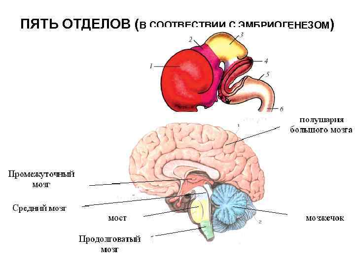 В головном мозге выделяют пять основных отделов рассмотрите рисунок укажите эти отделы