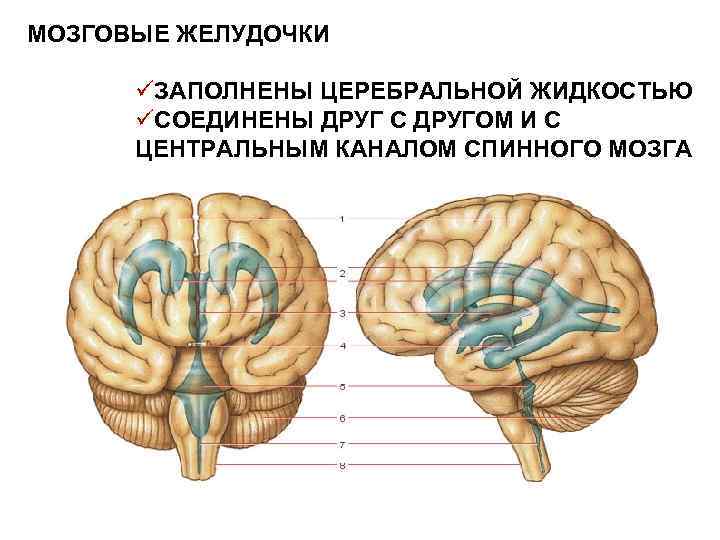 МОЗГОВЫЕ ЖЕЛУДОЧКИ üЗАПОЛНЕНЫ ЦЕРЕБРАЛЬНОЙ ЖИДКОСТЬЮ üСОЕДИНЕНЫ ДРУГ С ДРУГОМ И С ЦЕНТРАЛЬНЫМ КАНАЛОМ СПИННОГО