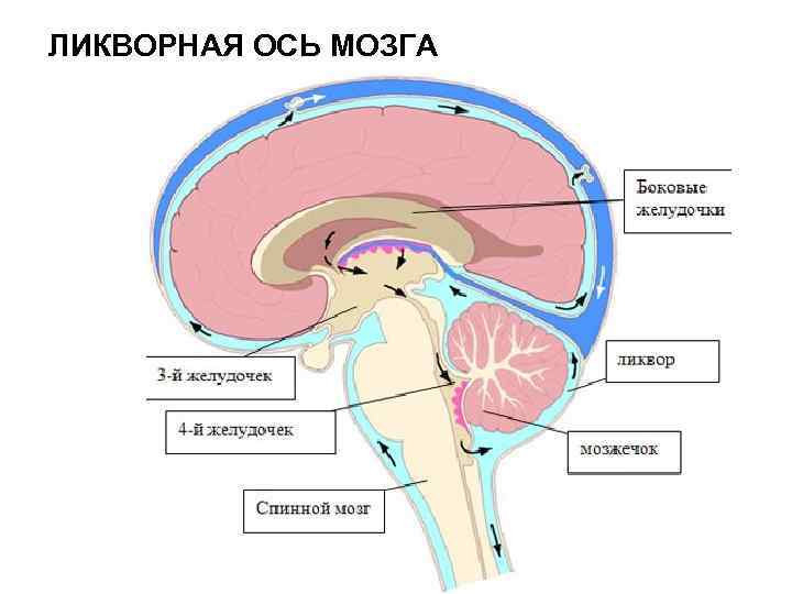 ЛИКВОРНАЯ ОСЬ МОЗГА 