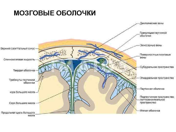 МОЗГОВЫЕ ОБОЛОЧКИ 