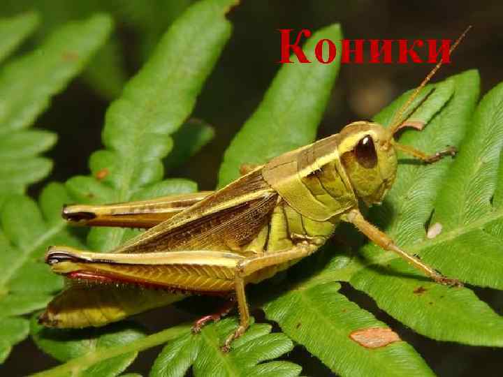 Коники 