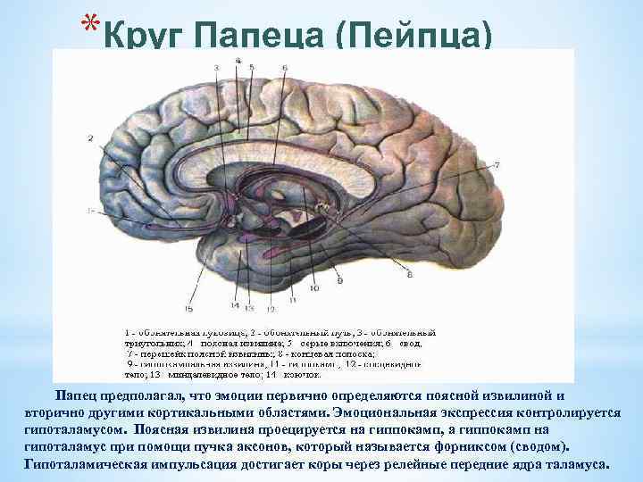 *Круг Папеца (Пейпца) Папец предполагал, что эмоции первично определяются поясной извилиной и вторично другими