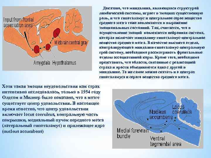  Доказано, что миндалина, являющаяся структурой лимбической системы, играет в эмоциях существенную роль, и