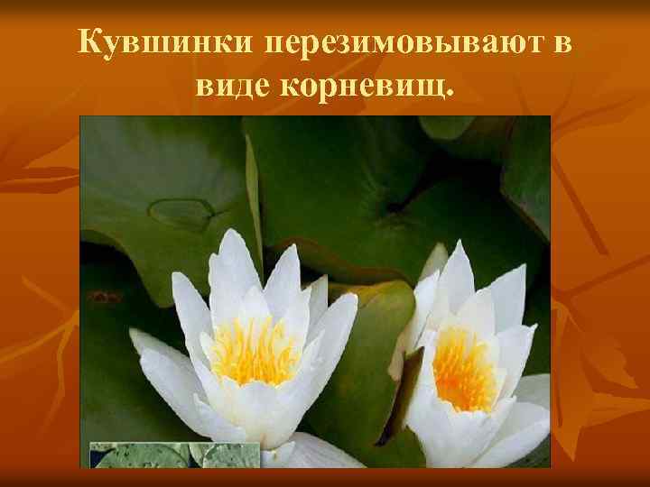 Кувшинки перезимовывают в виде корневищ. 