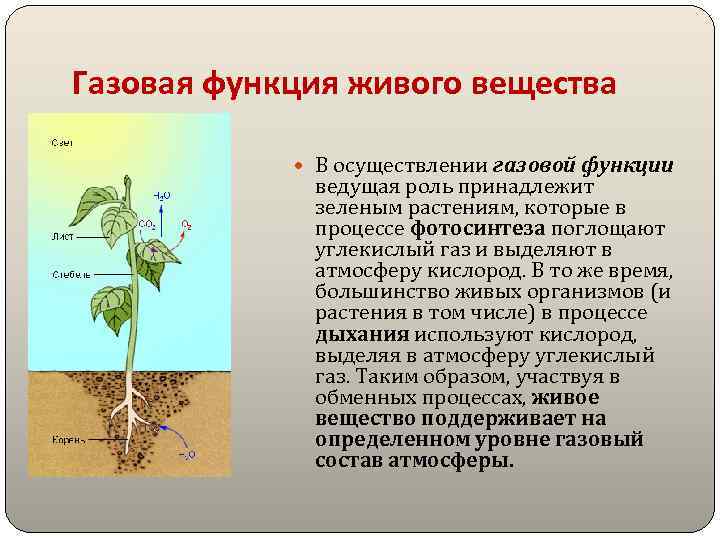 Газовая функция живого вещества В осуществлении газовой функции ведущая роль принадлежит зеленым растениям, которые