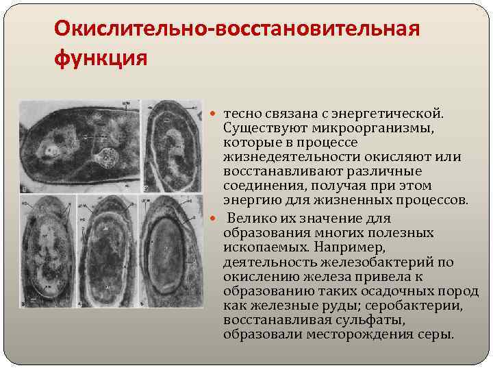 Окислительно-восстановительная функция тесно связана с энергетической. Существуют микроорганизмы, которые в процессе жизнедеятельности окисляют или