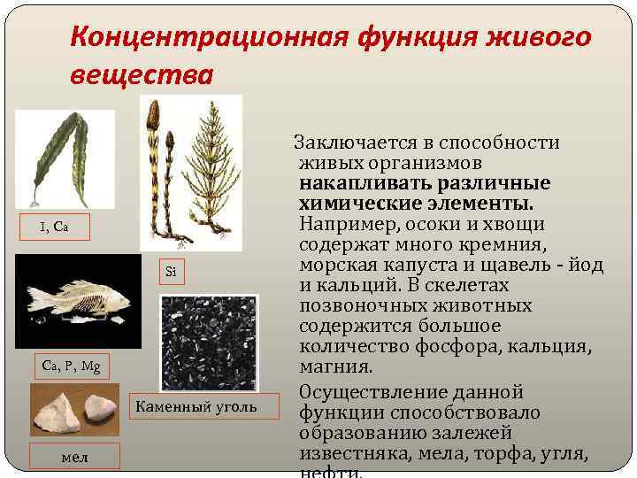 Концентрационная функция живого вещества I, Ca Si Ca, P, Mg Каменный уголь мел Заключается