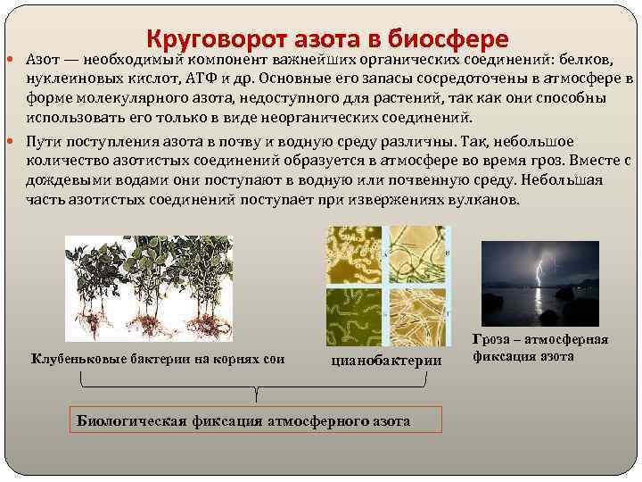 Круговорот азота в биосфере Азот — необходимый компонент важнейших органических соединений: белков, нуклеиновых кислот,