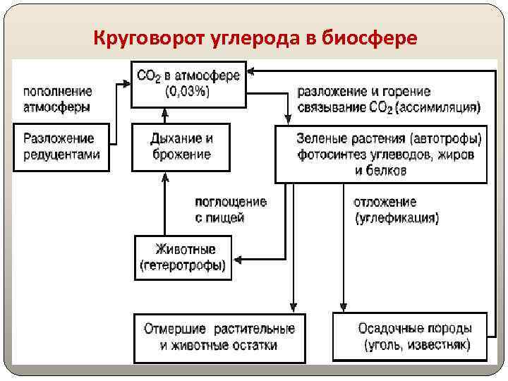 Круговорот углерода в биосфере 