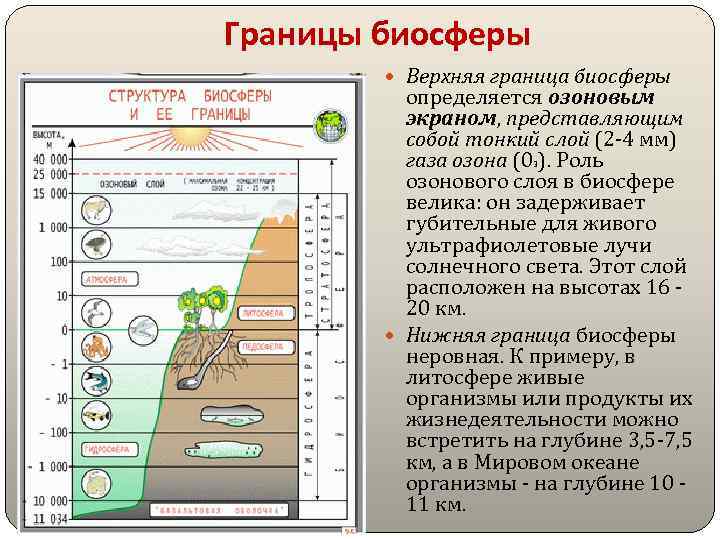 Презентация эволюция биосферы 9 класс пасечник