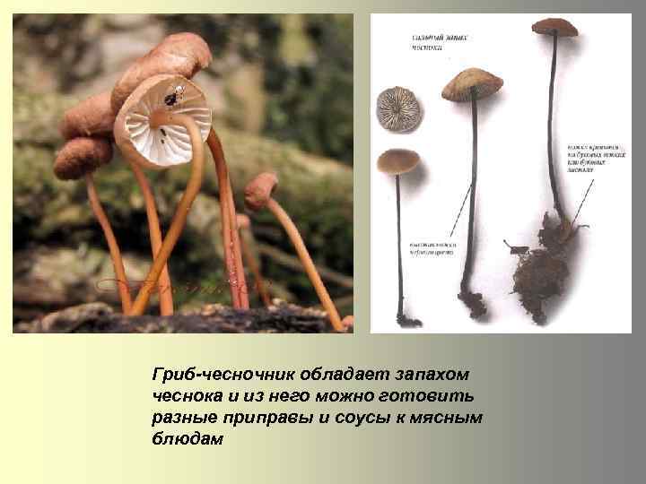 Гриб-чесночник обладает запахом чеснока и из него можно готовить разные приправы и соусы к