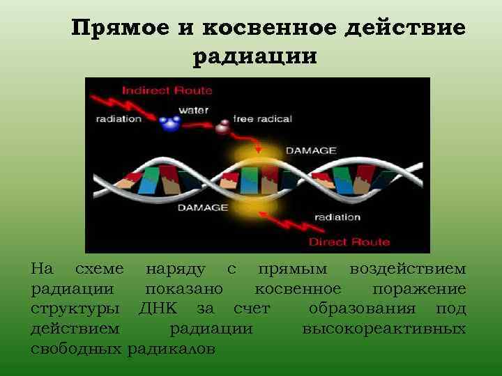 Прямое и косвенное действие радиации На схеме наряду с прямым воздействием радиации показано косвенное