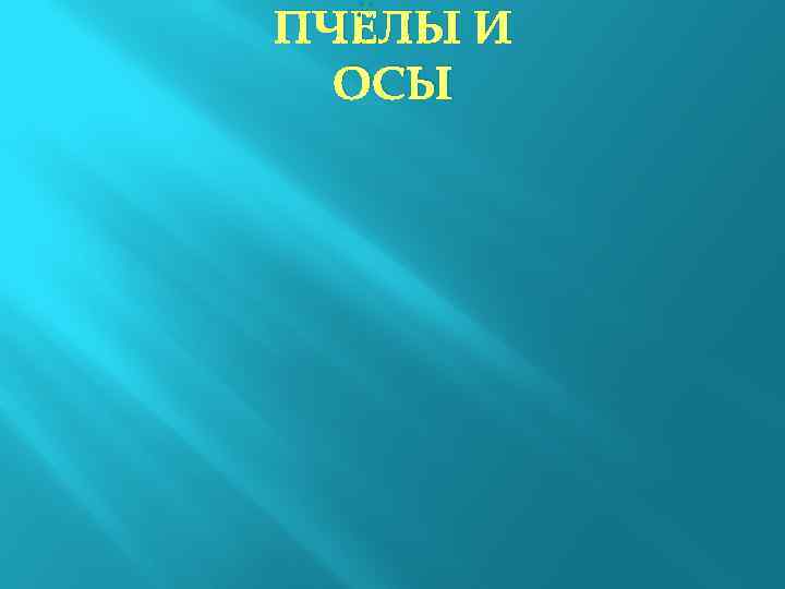 ПЧЁЛЫ И ОСЫ 