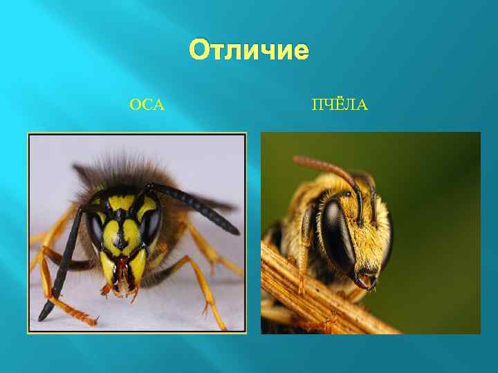 Отличие ОСА ПЧЁЛА 