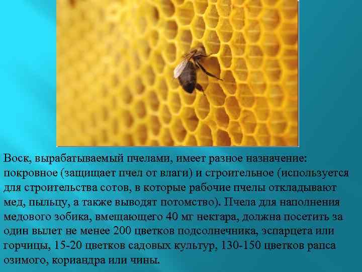 Воск, вырабатываемый пчелами, имеет разное назначение: покровное (защищает пчел от влаги) и строительное (используется
