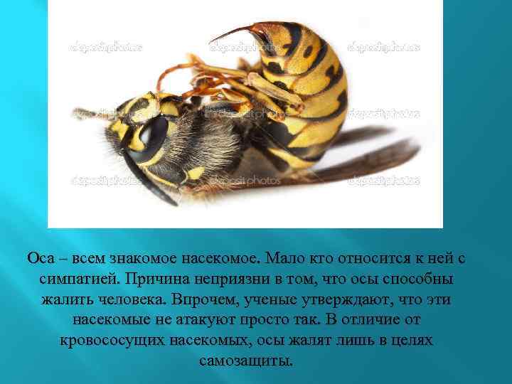 Оса – всем знакомое насекомое. Мало кто относится к ней с симпатией. Причина неприязни