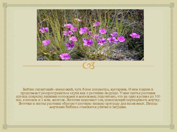  Библис гигантский– невысокий, чуть более полуметра, кустарник. О нем ходили и продолжают распространяться