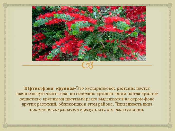  Вертикордия крупная-Это кустарниковое растение цветет значительную часть года, но особенно красиво летом, когда