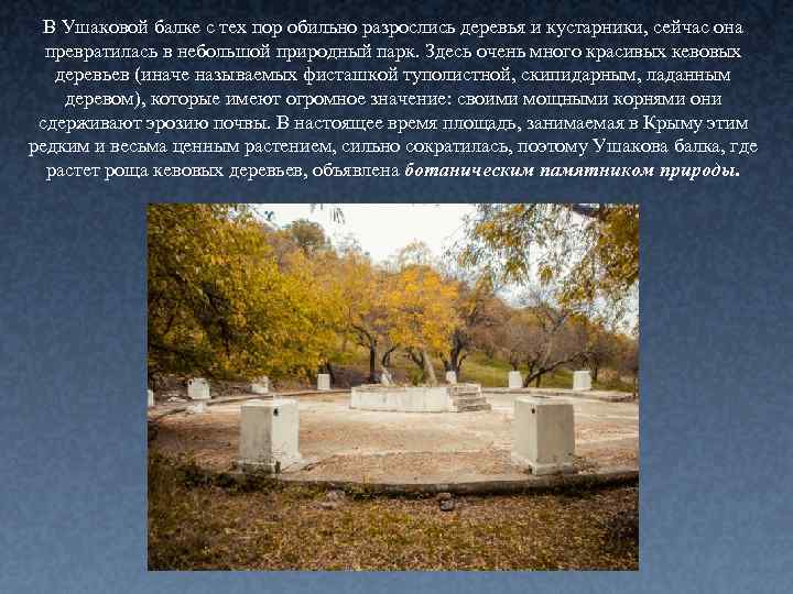 В Ушаковой балке с тех пор обильно разрослись деревья и кустарники, сейчас она превратилась