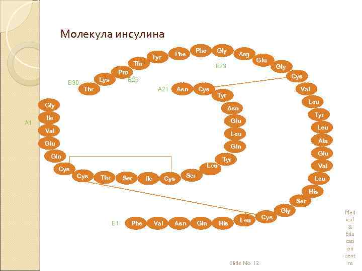 Молекула инсулина Thr B 30 Lys Phe Tyr Phe Gly B 23 sp Pro