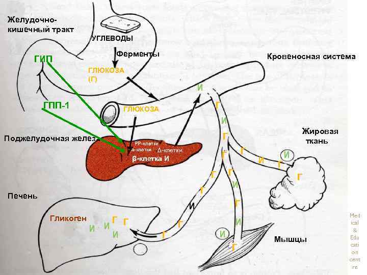 Желудочнокишечный тракт УГЛЕВОДЫ Ферменты ГИП Кровеносная система ГЛЮКОЗА (Г) ГПП-1 И Г Г ГЛЮКОЗА