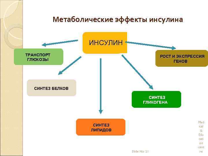 Метаболические эффекты инсулина ИНСУЛИН ТРАНСПОРТ ГЛЮКОЗЫ РОСТ И ЭКСПРЕССИЯ ГЕНОВ СИНТЕЗ БЕЛКОВ СИНТЕЗ ГЛИКОГЕНА