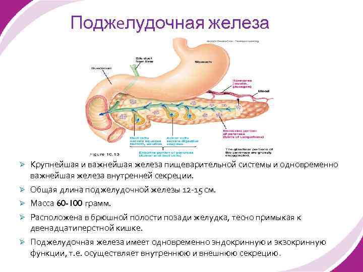 Поджелудочная железа Ø Крупнейшая и важнейшая железа пищеварительной системы и одновременно важнейшая железа внутренней