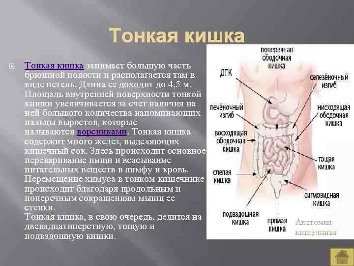 Тонкий кишечник система органов какая. Расположение петель тонкого кишечника. Петли тонкой кишки расположение.