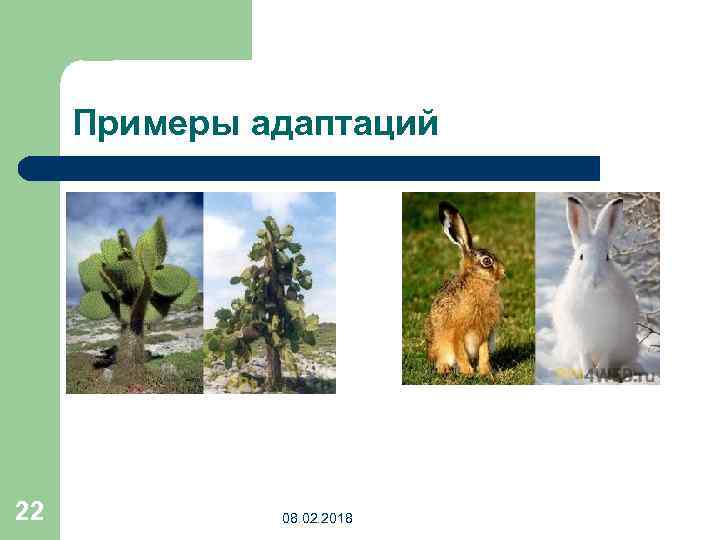 Примеры адаптаций 22 08. 02. 2018 