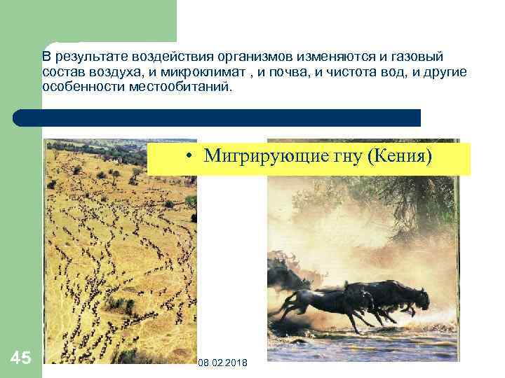 В результате воздействия организмов изменяются и газовый состав воздуха, и микроклимат , и почва,