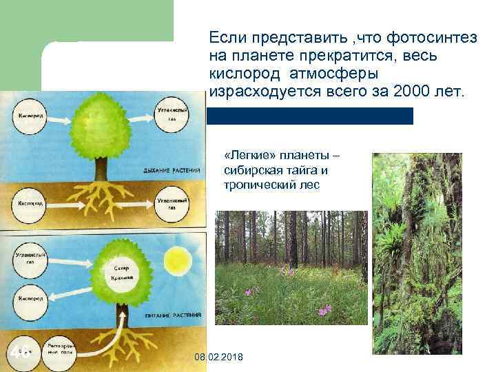 Если представить , что фотосинтез на планете прекратится, весь кислород атмосферы израсходуется всего за