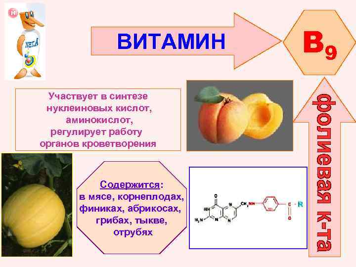 ВИТАМИН Участвует в синтезе нуклеиновых кислот, аминокислот, регулирует работу органов кроветворения Содержится: в мясе,